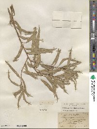 Salix nigra image