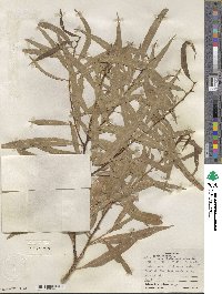 Salix nigra var. lindheimeri image