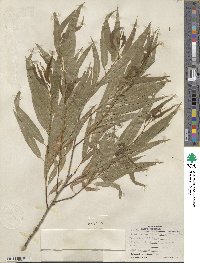 Salix nigra var. lindheimeri image