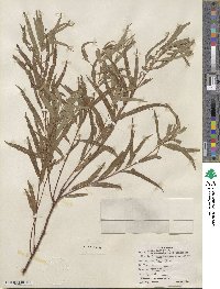 Salix nigra var. lindheimeri image