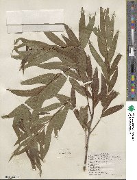 Salix nigra var. lindheimeri image