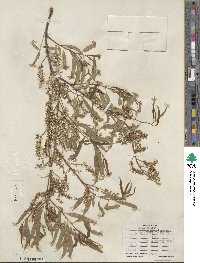 Salix nigra var. lindheimeri image