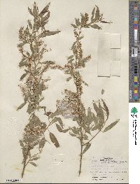 Salix nigra var. lindheimeri image