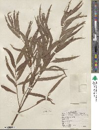 Salix nigra var. lindheimeri image