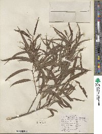 Salix nigra var. lindheimeri image