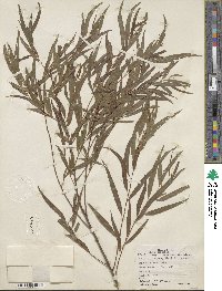 Salix nigra var. lindheimeri image