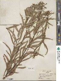 Salix nigra var. lindheimeri image