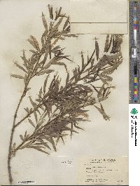 Salix nigra var. lindheimeri image