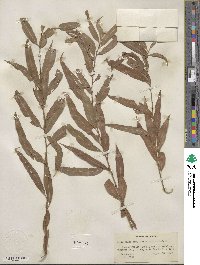 Salix nigra var. lindheimeri image