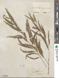 Salix nigra image