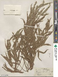 Salix nigra image