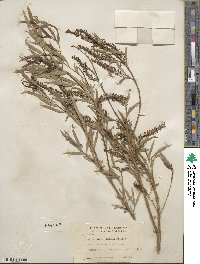 Salix nigra var. lindheimeri image