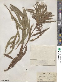 Salix nigra var. lindheimeri image