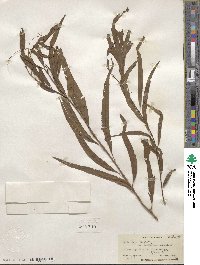 Salix nigra var. lindheimeri image