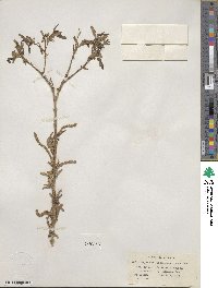 Salix nigra image