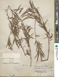 Salix nigra image