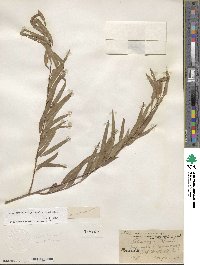 Salix nigra var. lindheimeri image