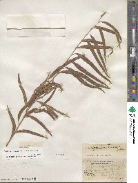 Salix nigra var. lindheimeri image