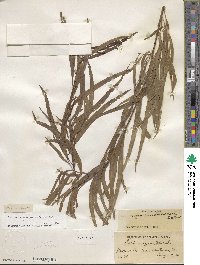 Salix nigra var. lindheimeri image