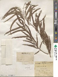 Salix nigra image