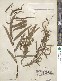 Salix nigra var. lindheimeri image