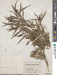 Salix nigra var. lindheimeri image