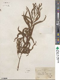 Salix nigra var. lindheimeri image