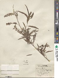 Salix nigra var. lindheimeri image