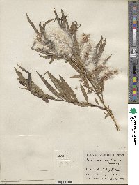 Salix nigra var. lindheimeri image