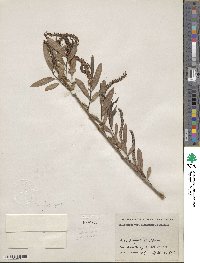 Salix nigra var. lindheimeri image