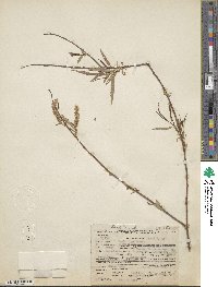 Salix nigra image