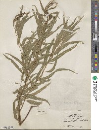 Salix nigra var. lindheimeri image