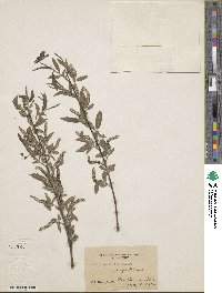 Salix nigra image