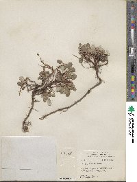 Salix nivalis image