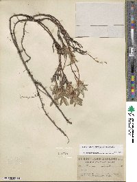 Salix nivalis image