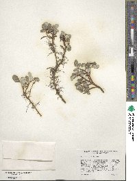 Salix nivalis image