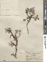 Salix nivalis image