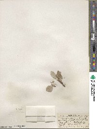 Salix nivalis image