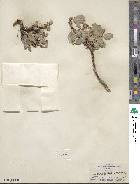 Salix nivalis image