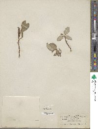 Salix nivalis image