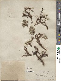 Salix nivalis image