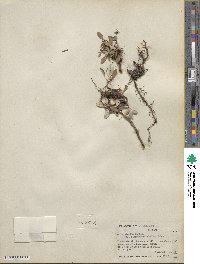 Salix nivalis image