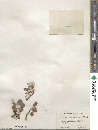 Salix nivalis image