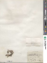 Salix nivalis image