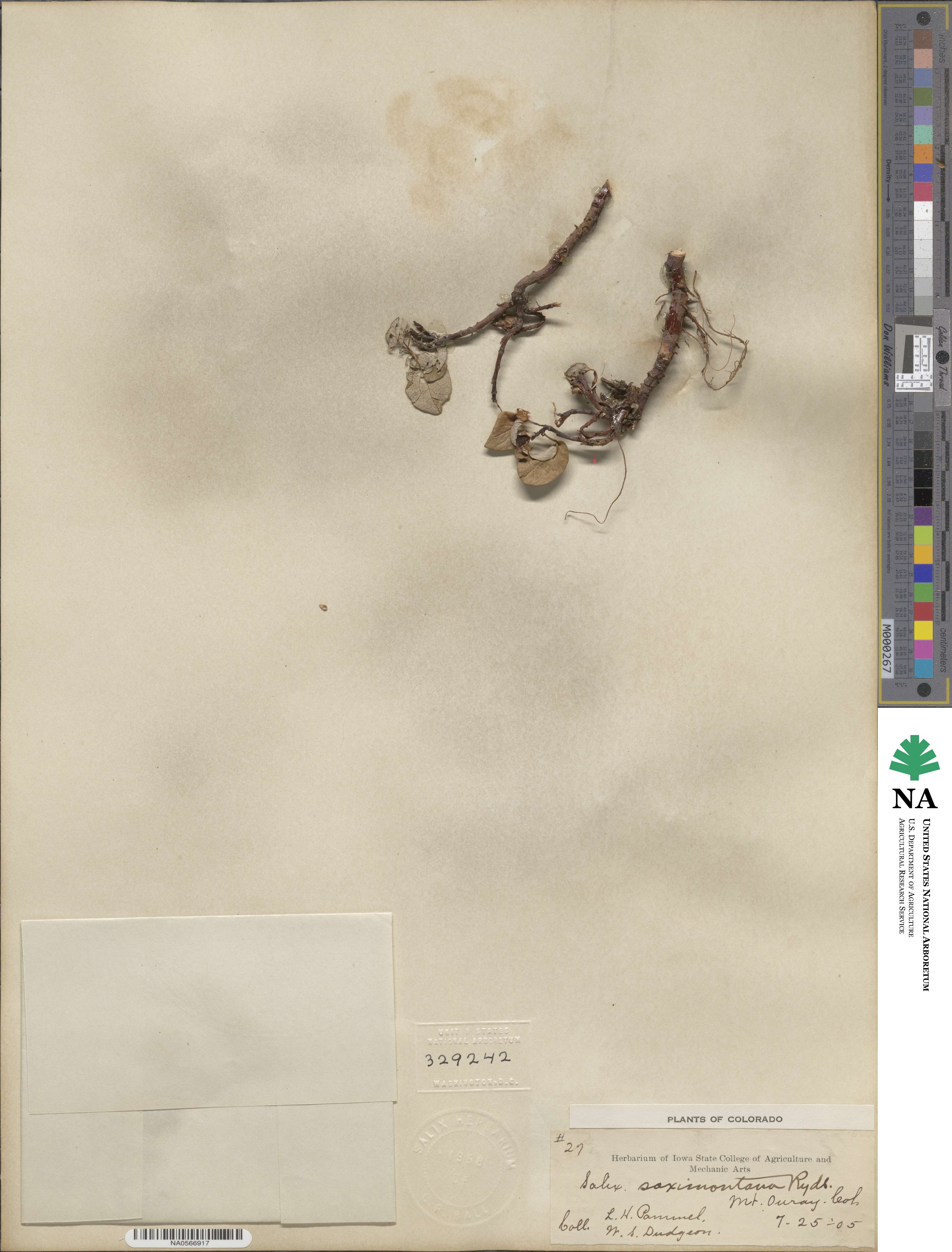 Salix nivalis image