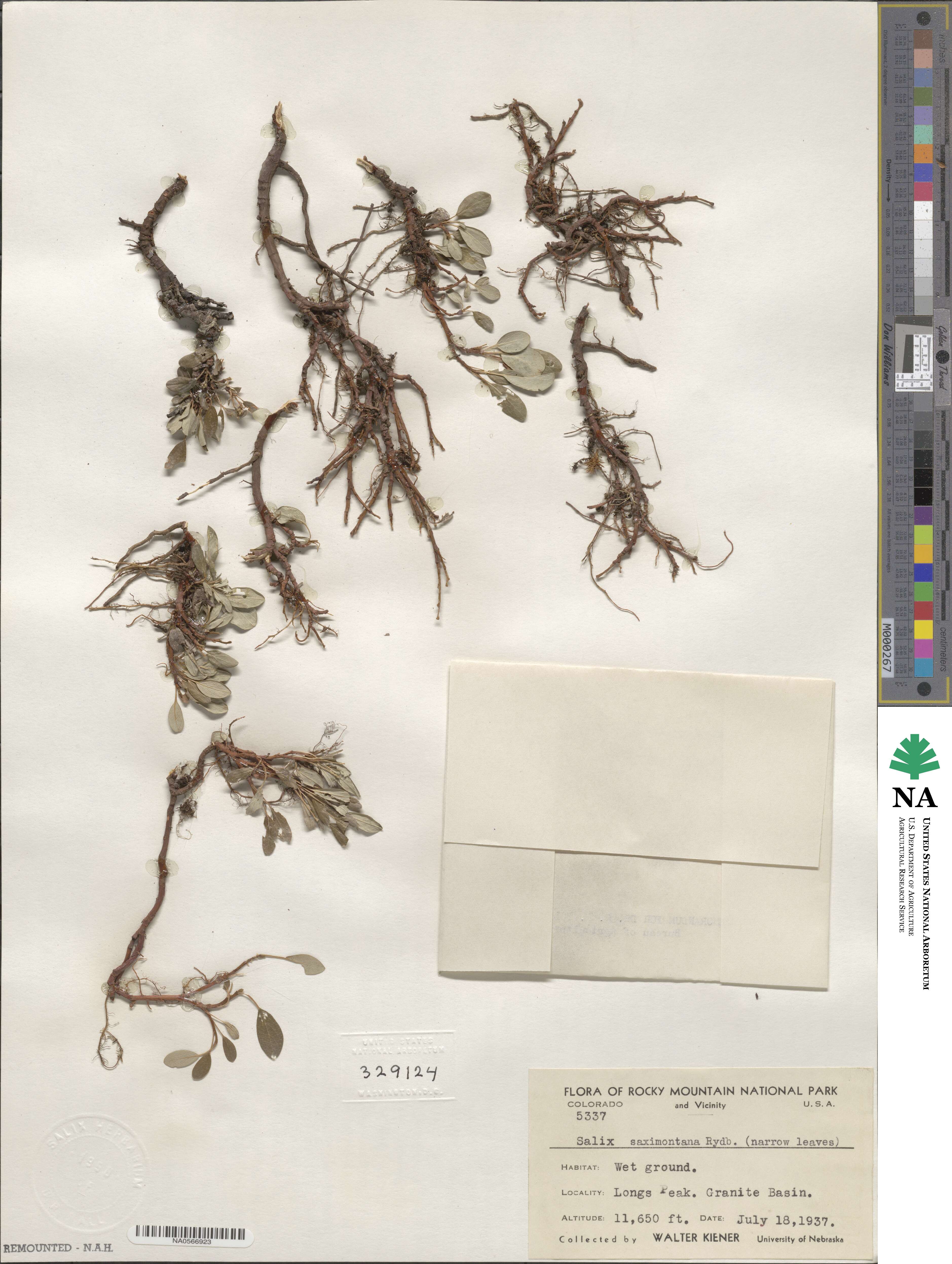Salix nivalis image