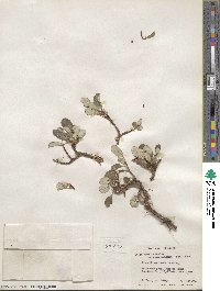 Salix nivalis image