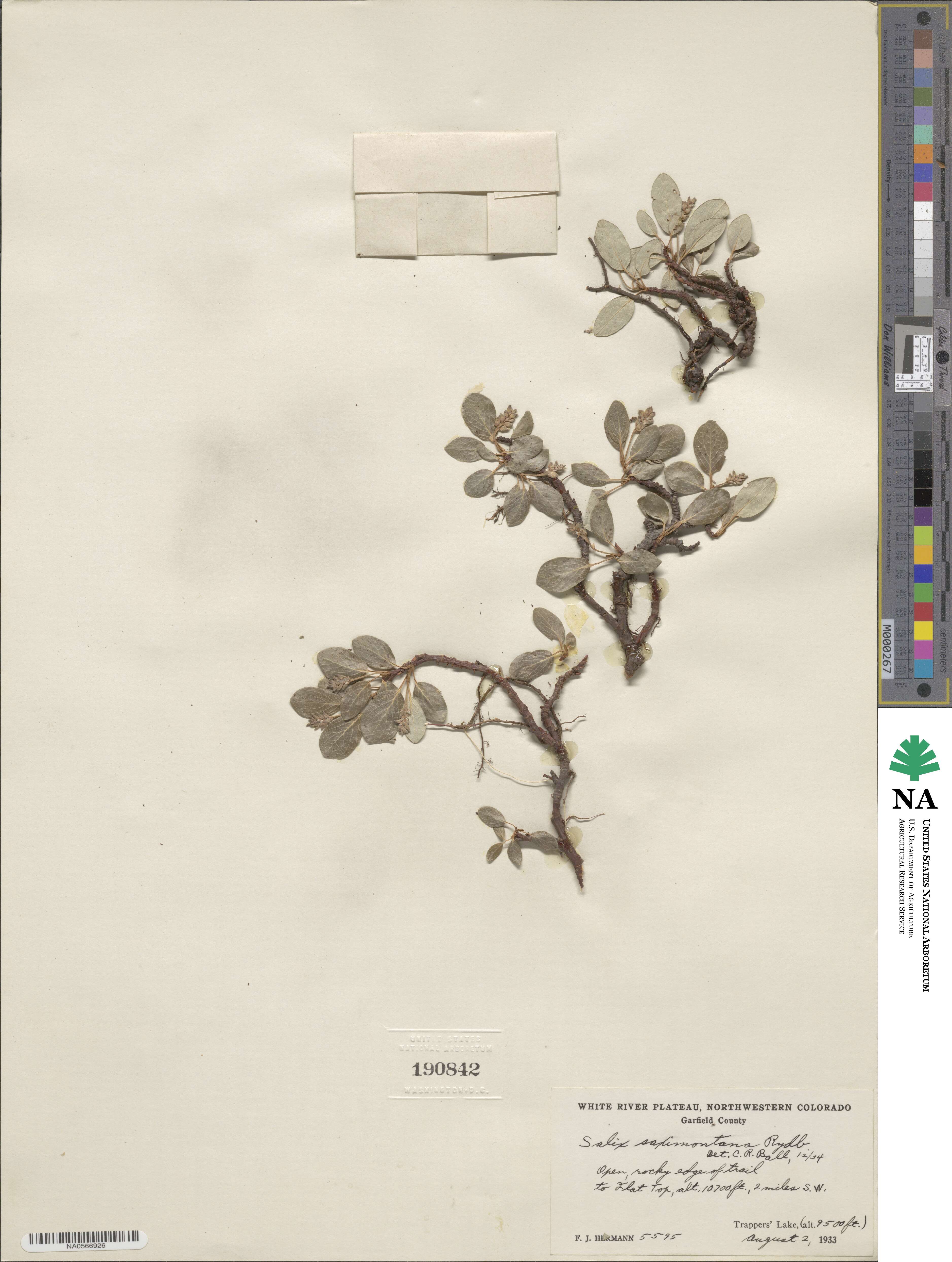 Salix nivalis image