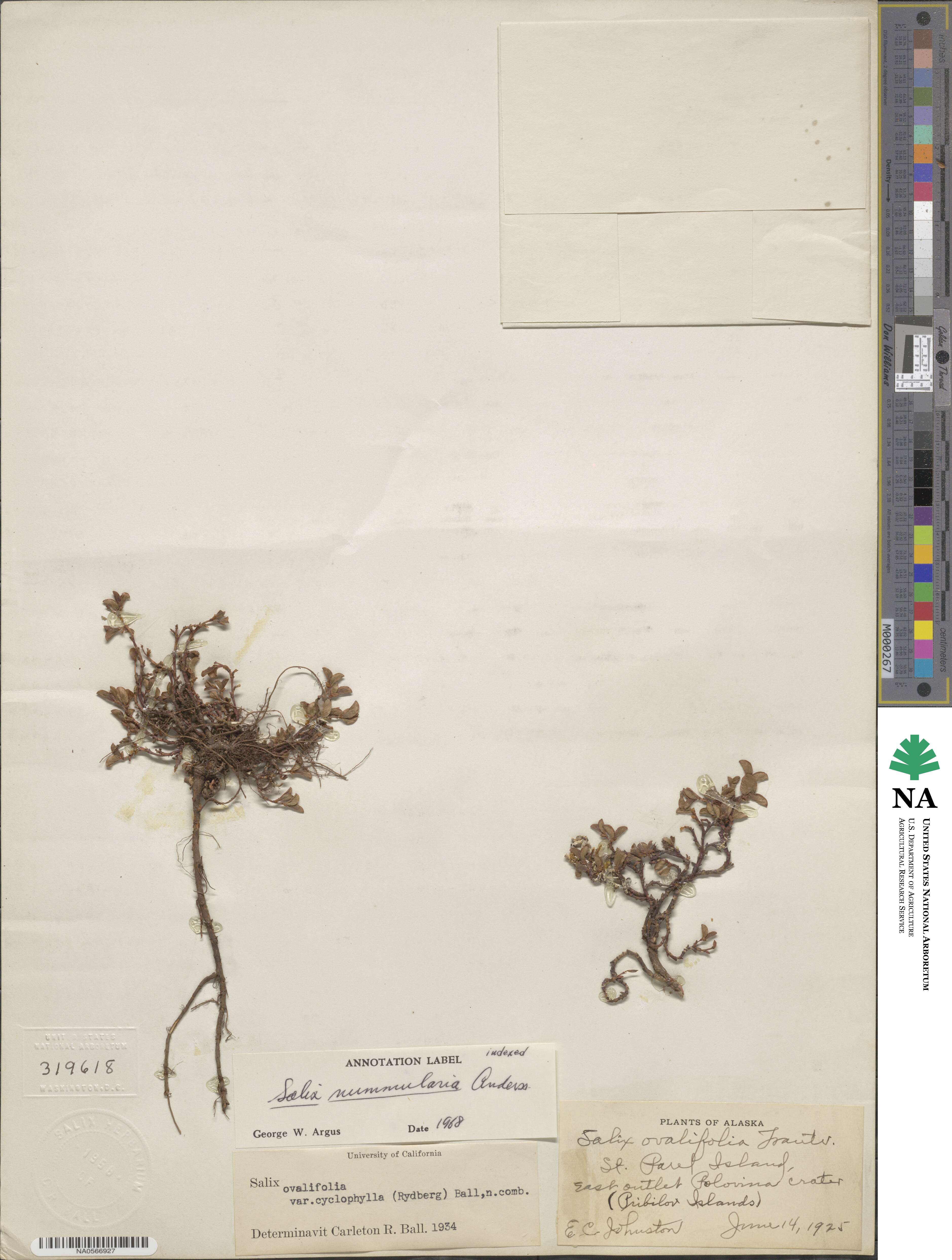 Salix nummularia image