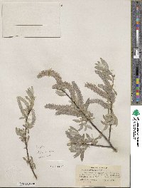 Salix orestera image